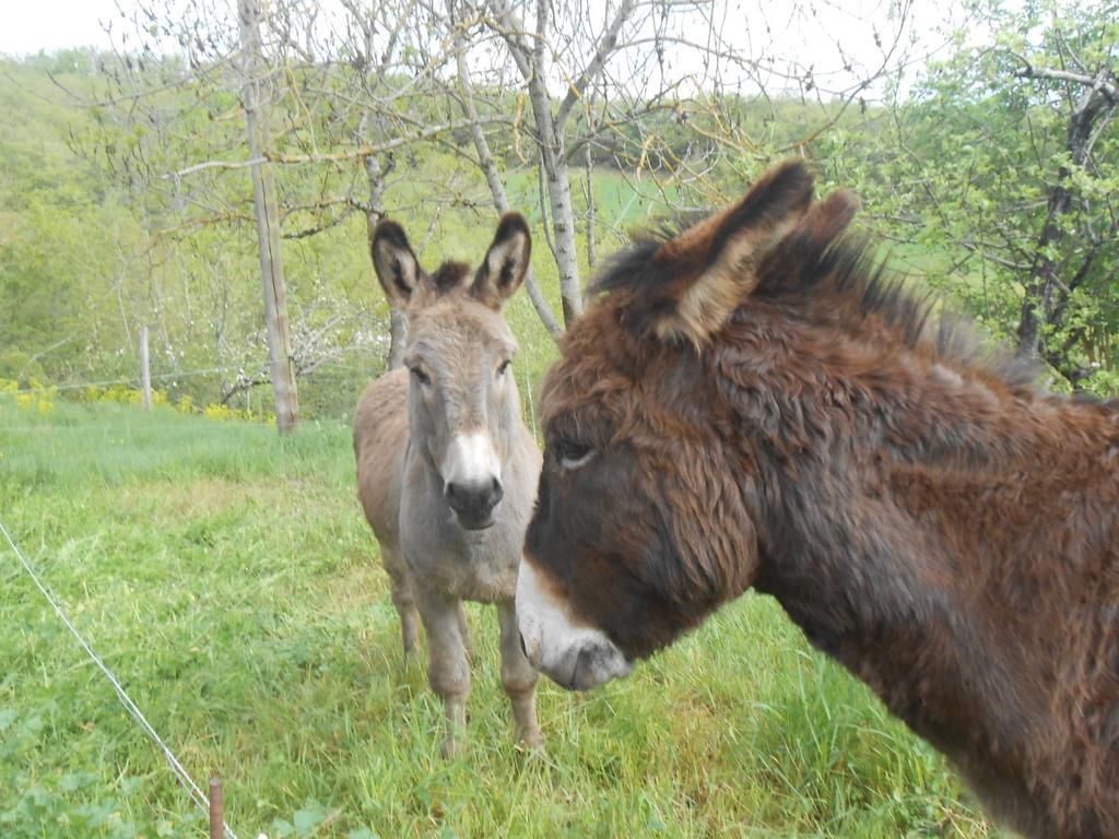 Gite Des Monts Saint-Izaire ภายนอก รูปภาพ